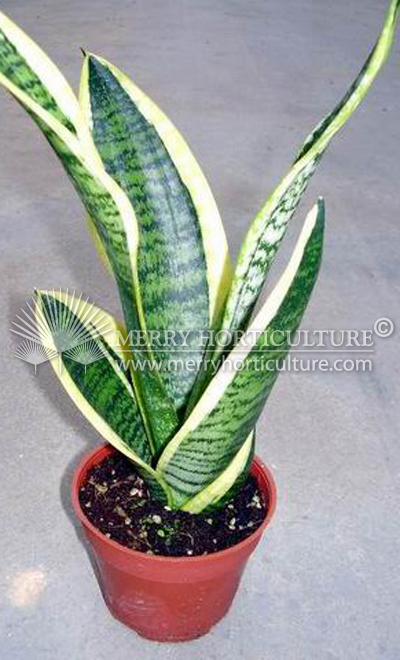 Sansevieria superba (P105)